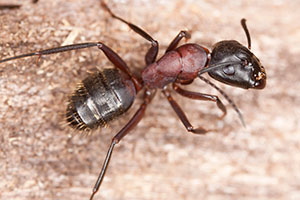 Pest ID photo of ants