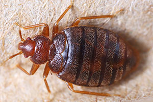 Pest ID photo of bed bugs