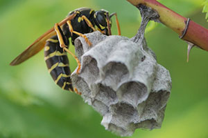 Pest ID photo of biting and stinging pests